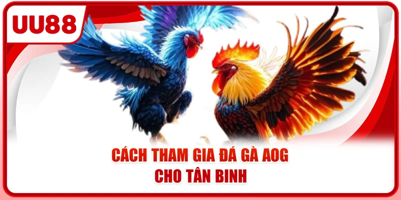 Cách tham gia đá gà AOG cho tân binh Cách tham gia đá gà AOG cho tân binh