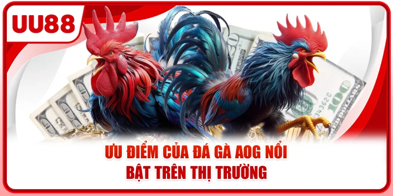 Ưu điểm của đá gà AOG nổi bật trên thị trường Ưu điểm của đá gà AOG nổi bật trên thị trường